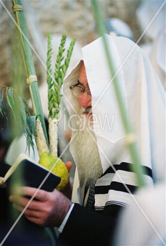 ארבעת המינים